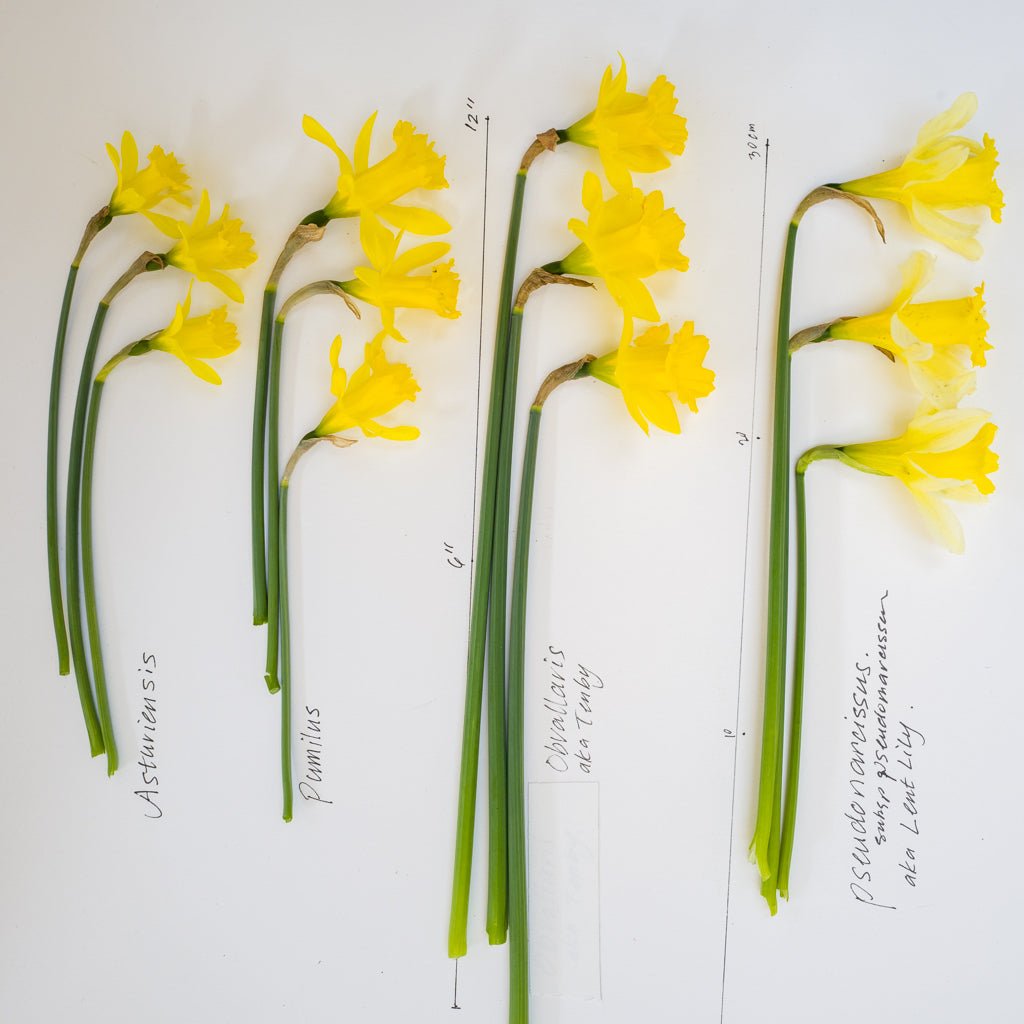 pumilus - Special Narcissus - Fluwel