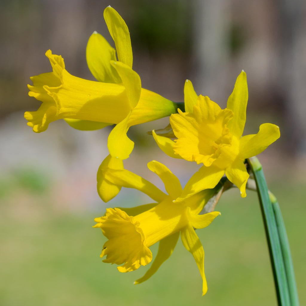 pumilus - Special Narcissus - Fluwel