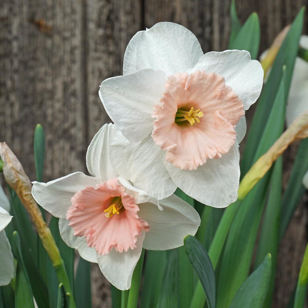 Pumpernikkeli - Special Narcissus - Fluwel
