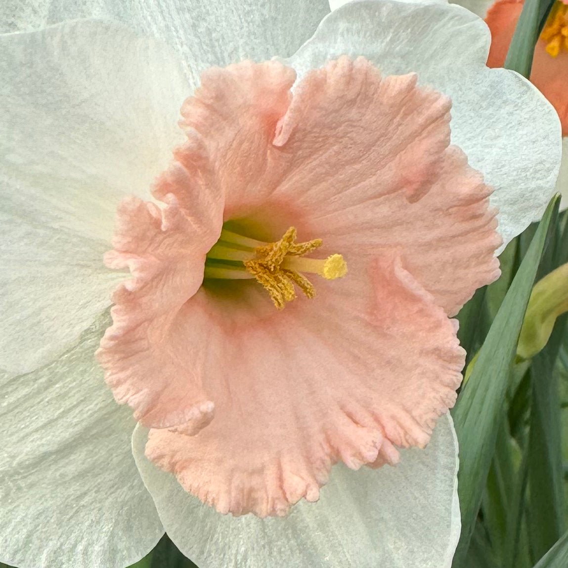 Pumpernikkeli - Special Narcissus - Fluwel