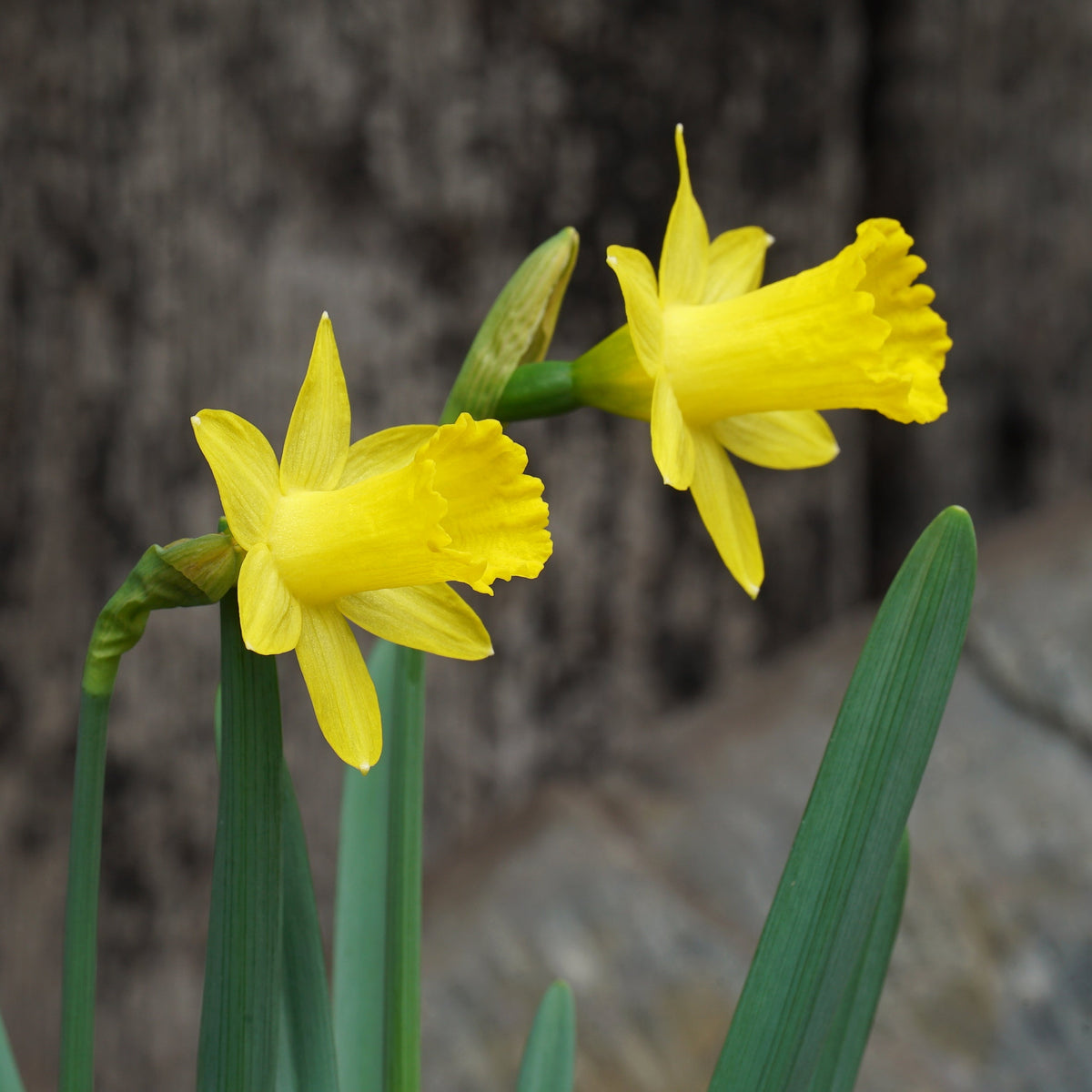 Punk - Special Narcissus - Fluwel
