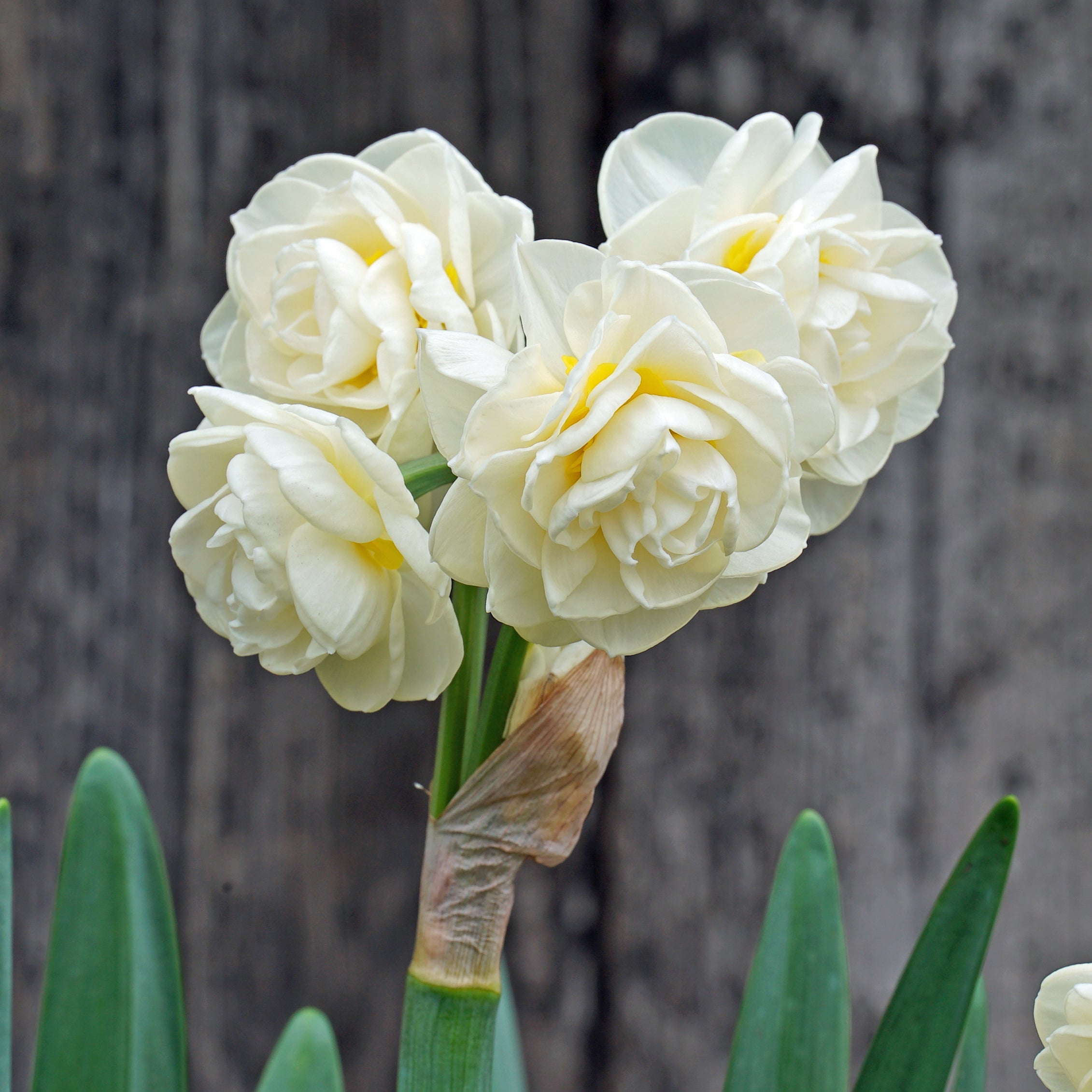 Rachel's Magic Spell - Special Narcissus - Fluwel