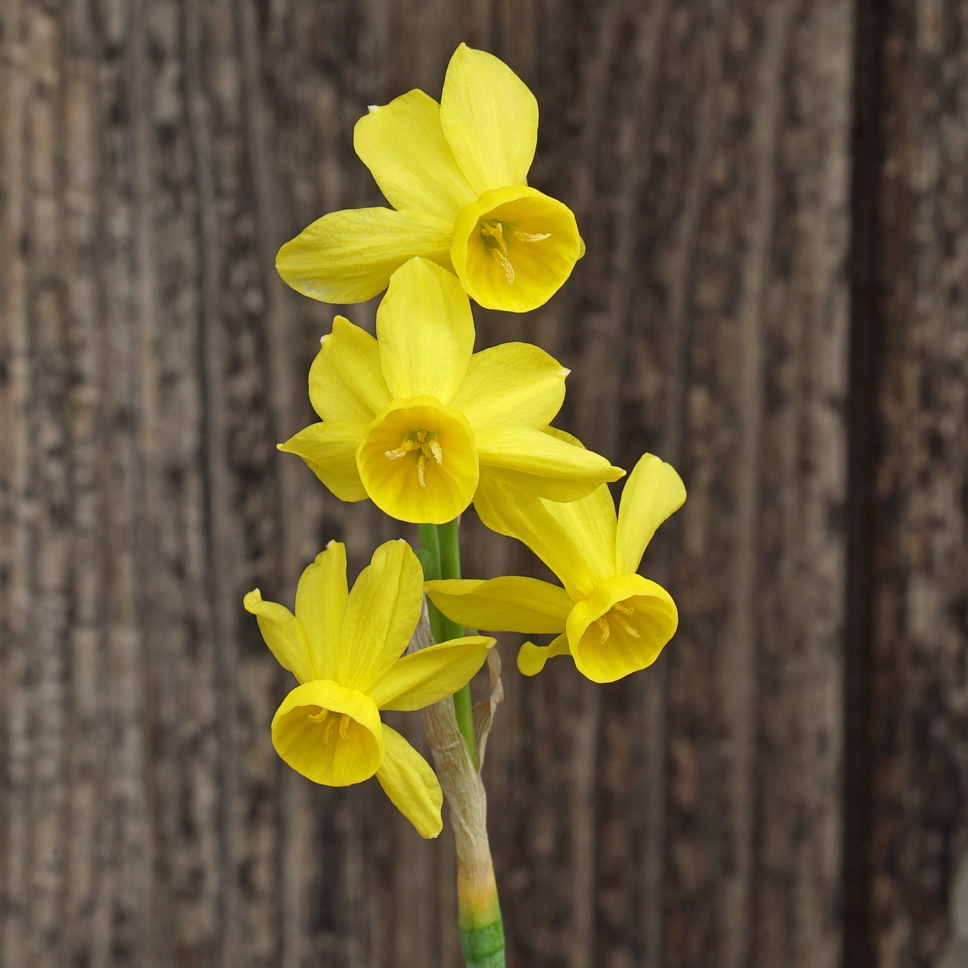 Razzmatazz - Special Narcissus - Fluwel