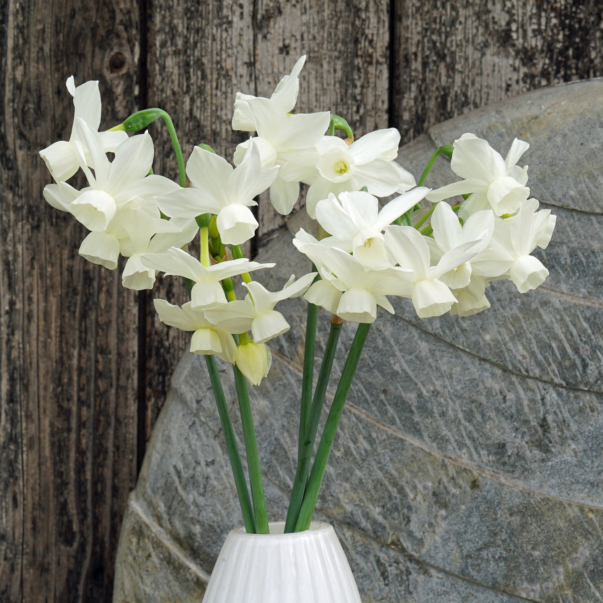 Ringing Bells - Special Narcissus - Fluwel
