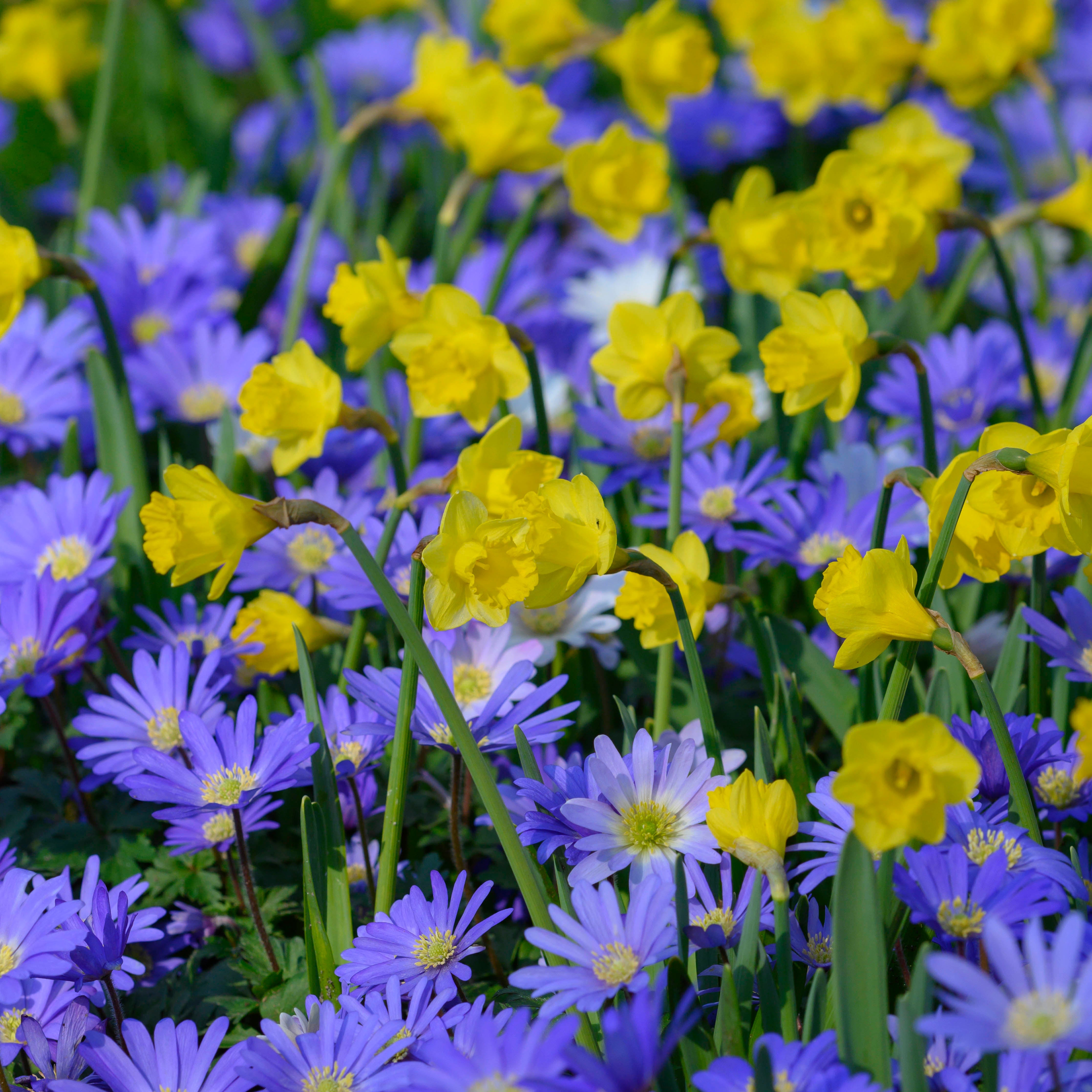 Roundita - Special Narcissus - Fluwel