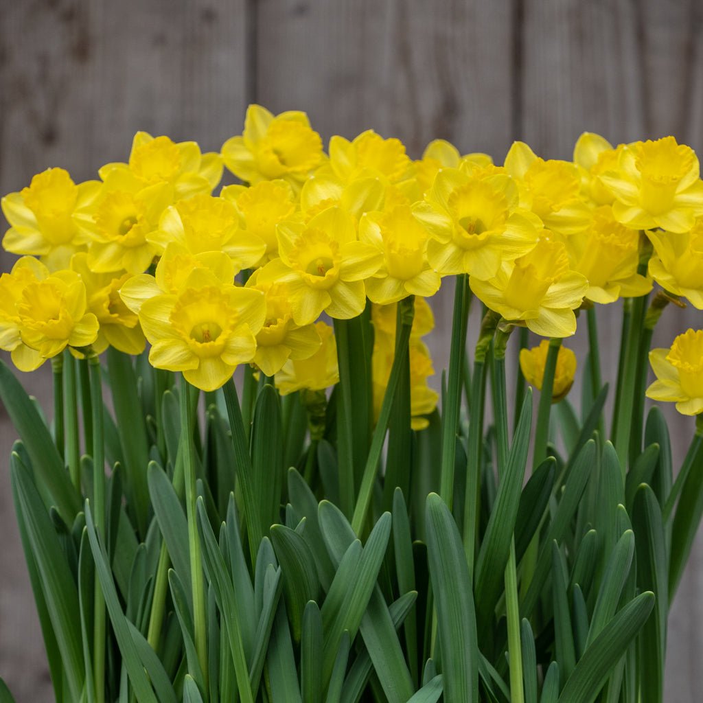 Roundita - Special Narcissus - Fluwel