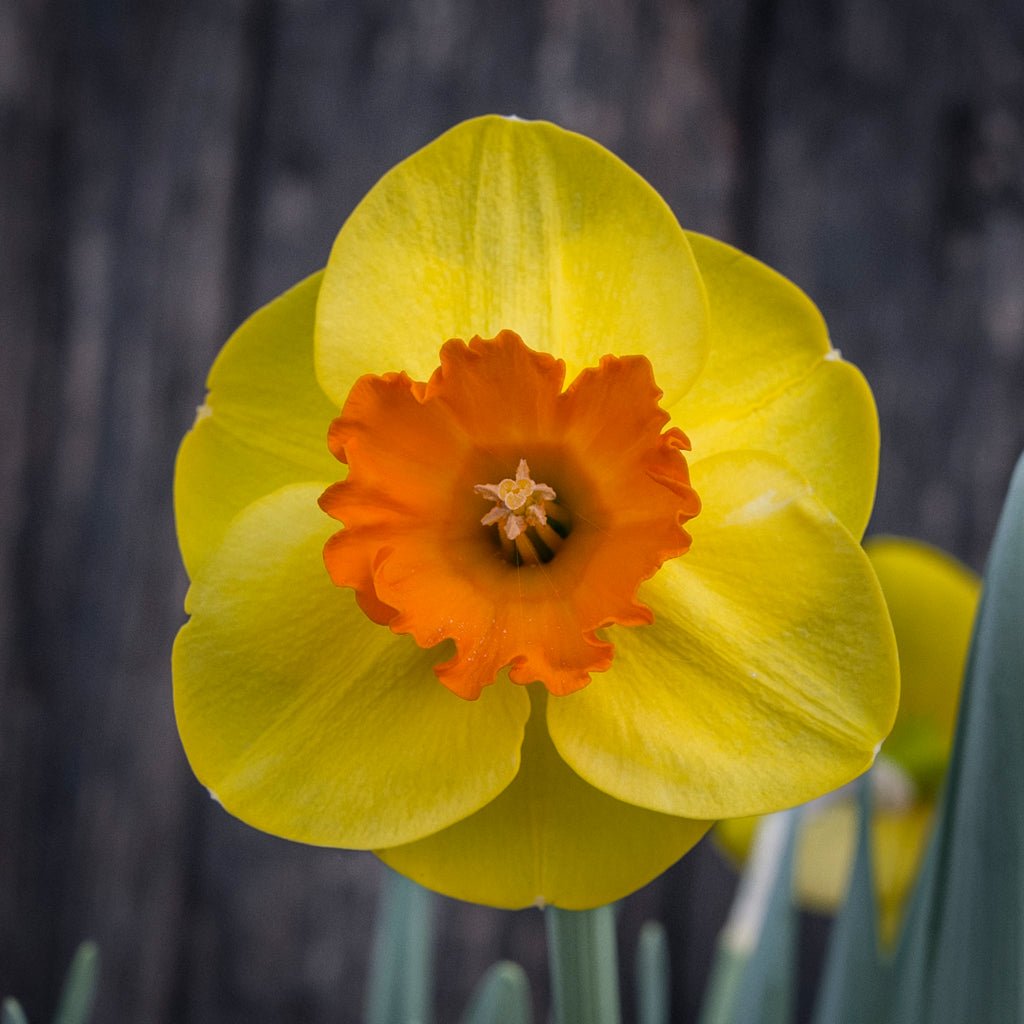 Rusty Doodle - Special Narcissus - Fluwel