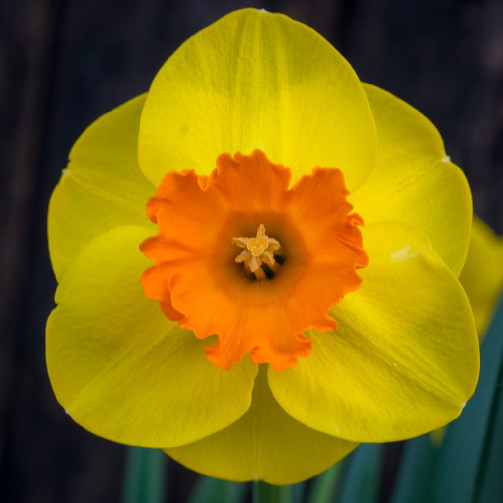Rusty Doodle - Special Narcissus - Fluwel