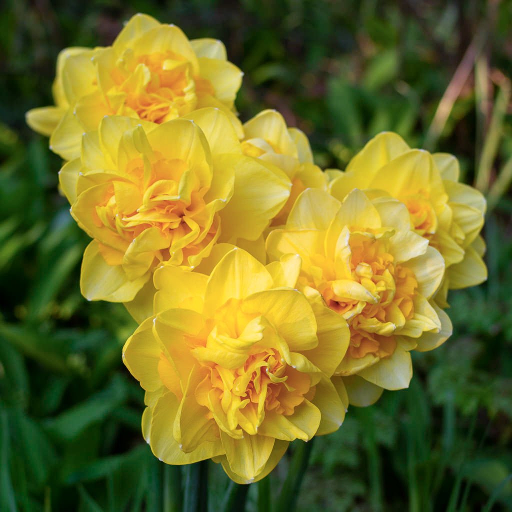 Sherborne - Special Narcissus - Fluwel