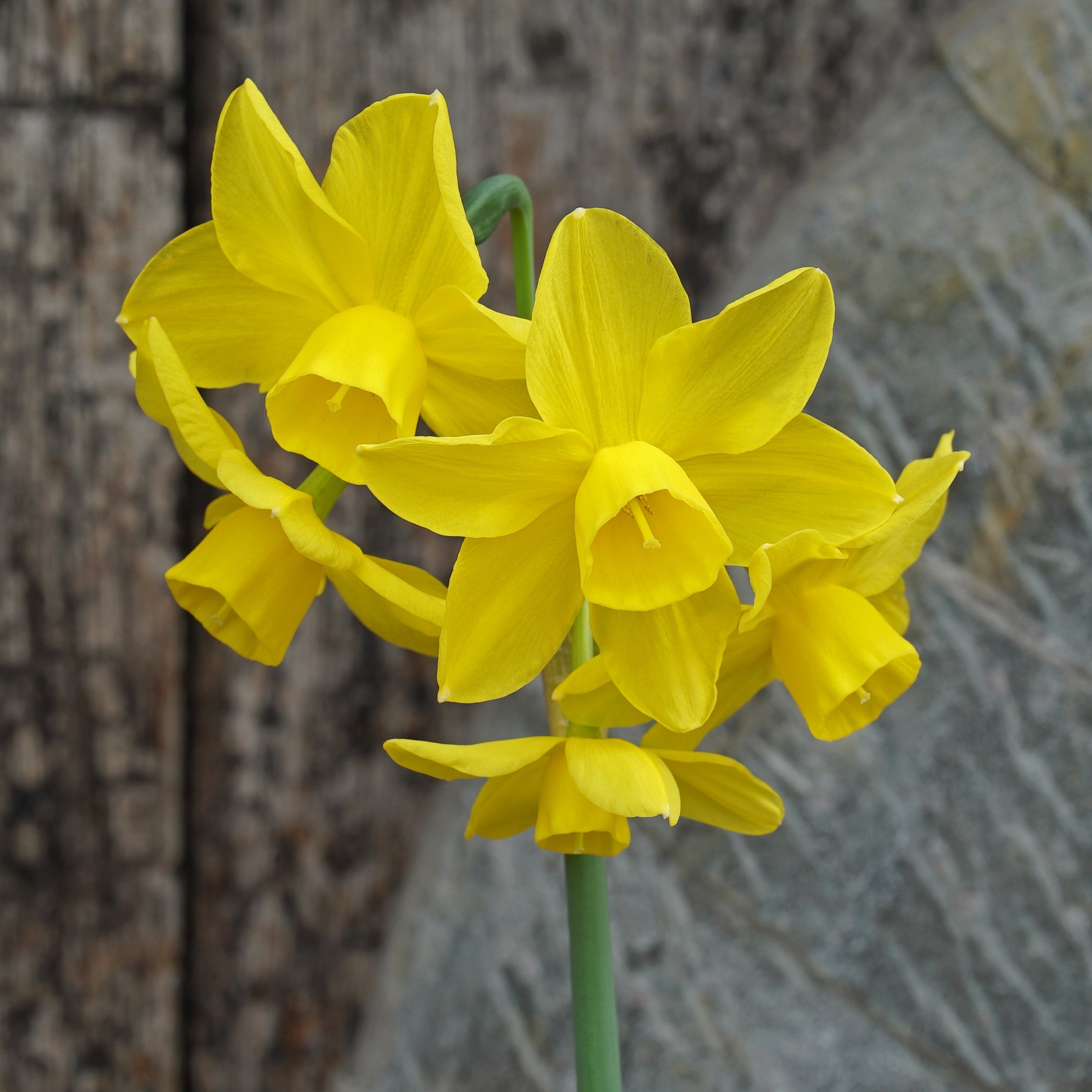 Shy Lass - Special Narcissus - Fluwel