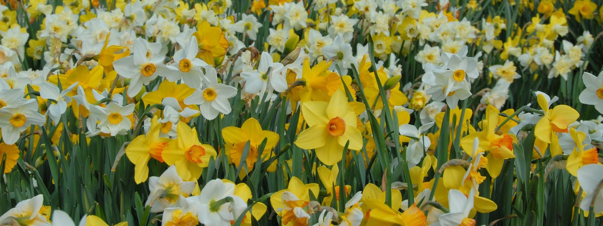 Fluwel Daffodil mix in full bloom