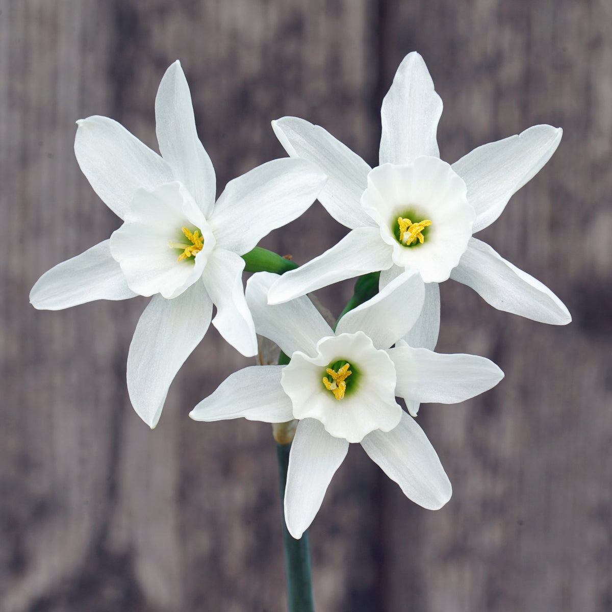 Snow Blossom - Special Narcissus - Fluwel