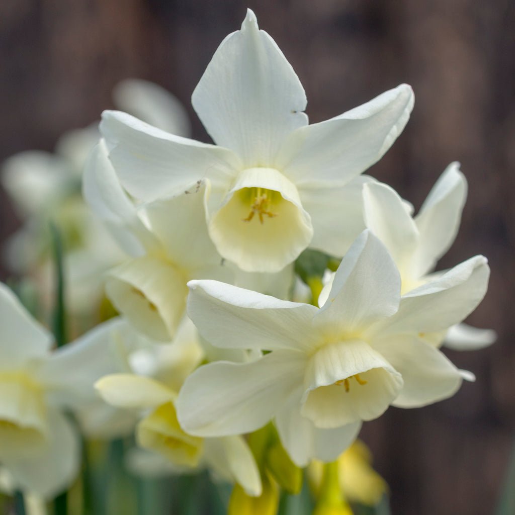 Sol Sister - Special Narcissus - Fluwel