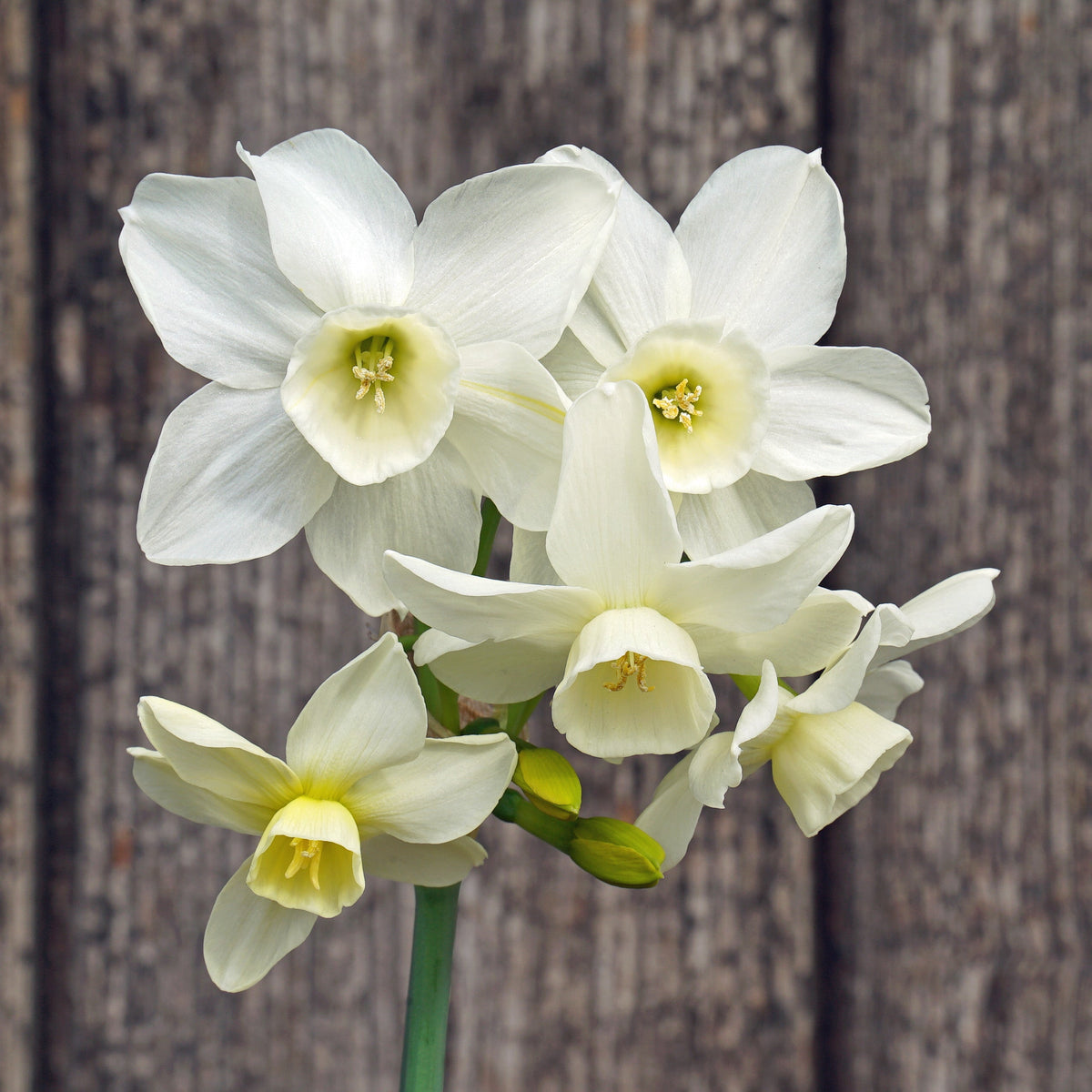 Sol Sister - Special Narcissus - Fluwel