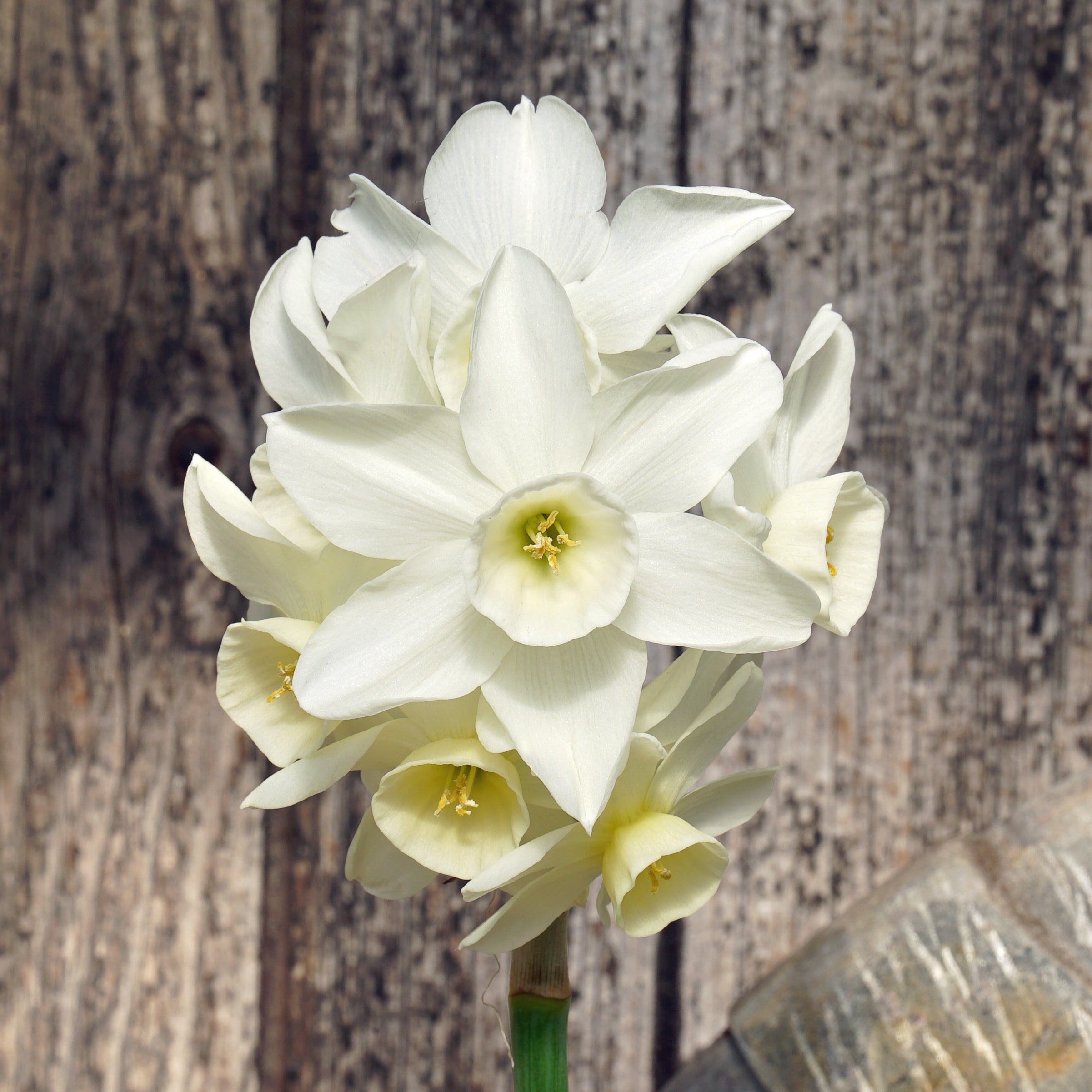 Sol Sister - Special Narcissus - Fluwel