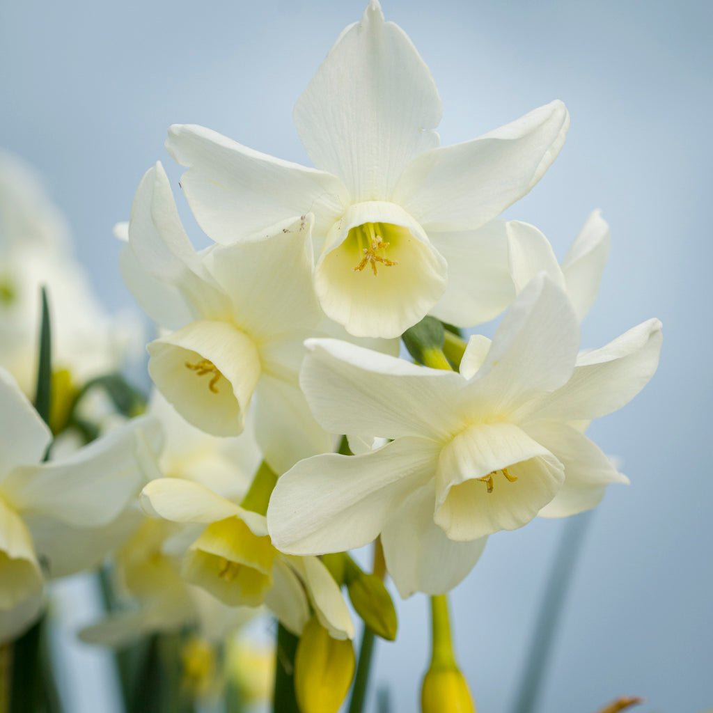 Sol Sister - Special Narcissus - Fluwel