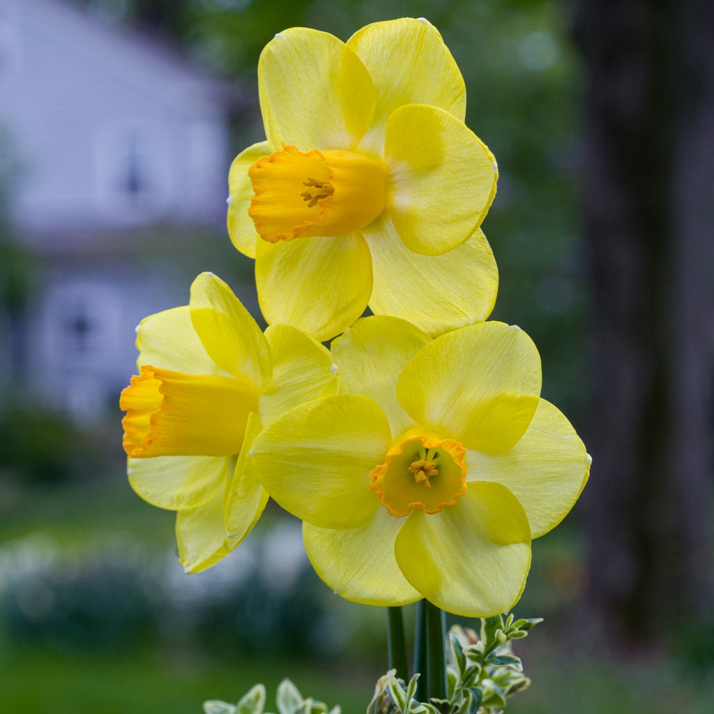 Solera - Special Narcissus - Fluwel