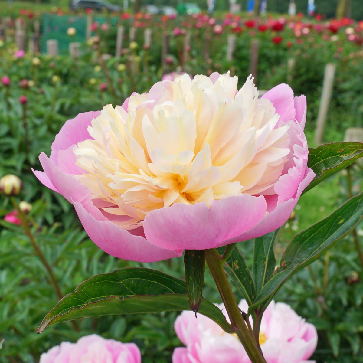 Peony Sorbet - pioenroos - Fluwel