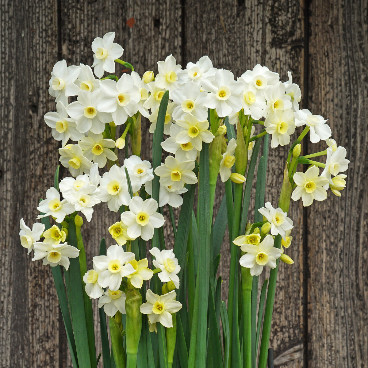 Sparkling Beauty - Special Narcissus - Fluwel