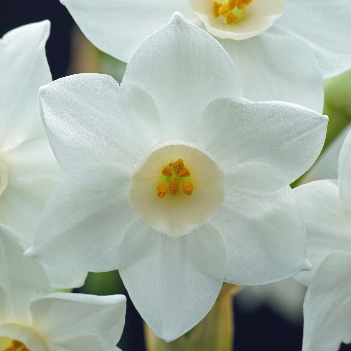 Starry Night - Special Narcissus - Fluwel