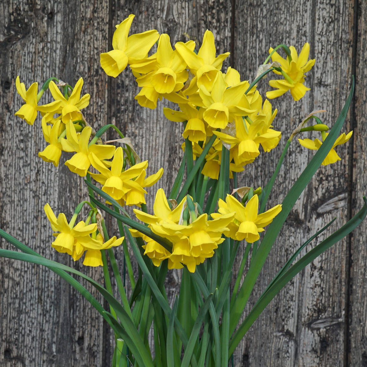 Sun Sisters - Special Narcissus - Fluwel