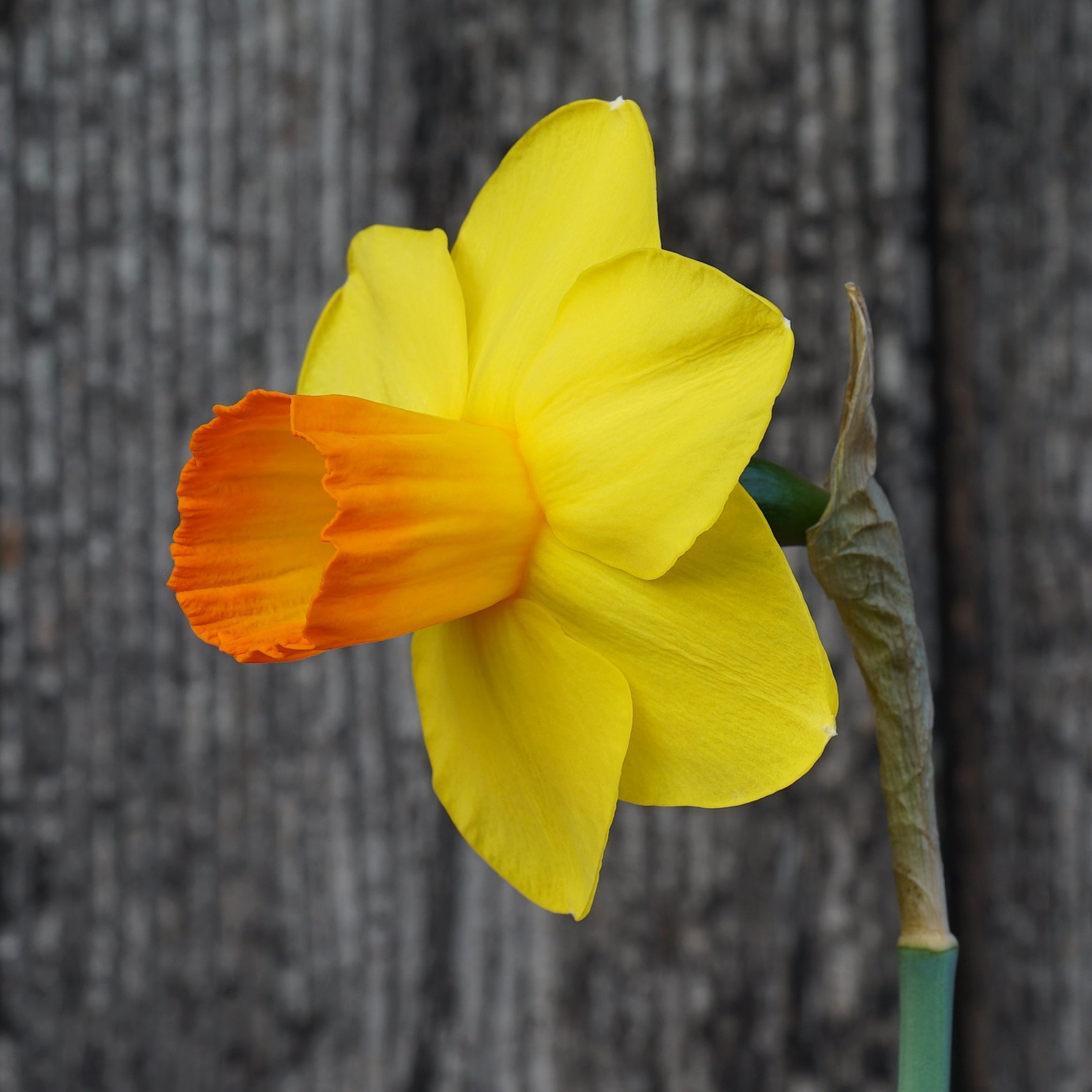Sunny Choice - Special Narcissus - Fluwel