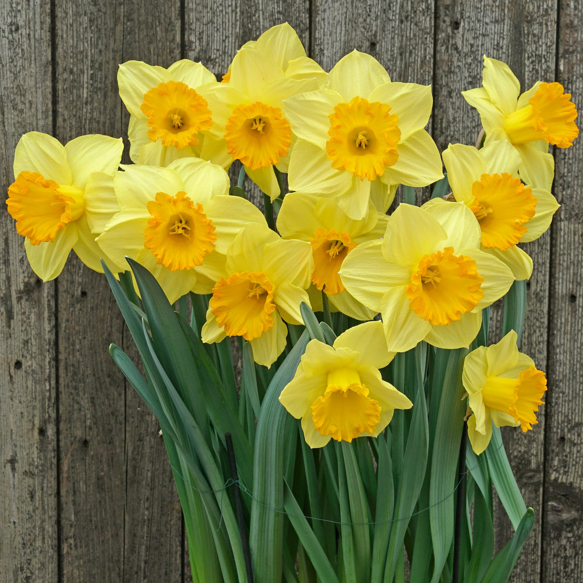 Sunny Sunday - Special Narcissus - Fluwel