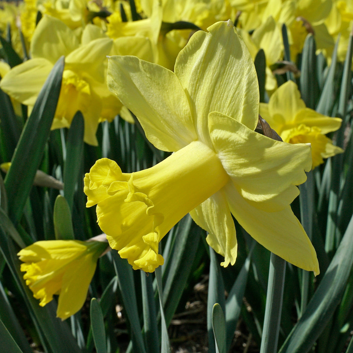 Super Citroen - Special Narcissus - Fluwel