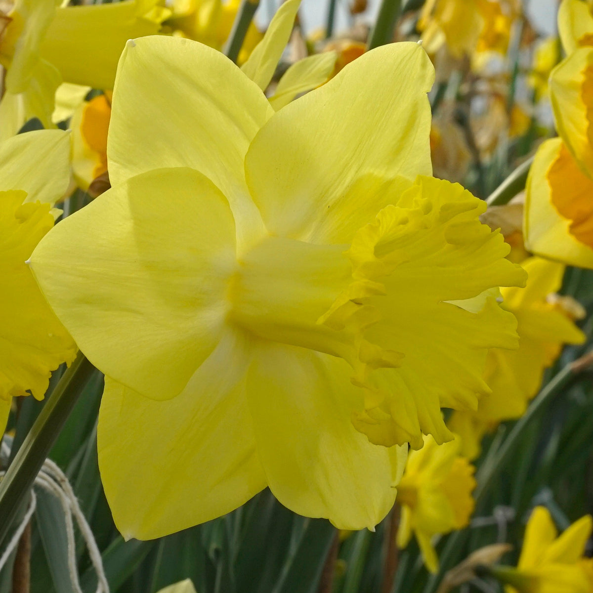Super Citroen - Special Narcissus - Fluwel