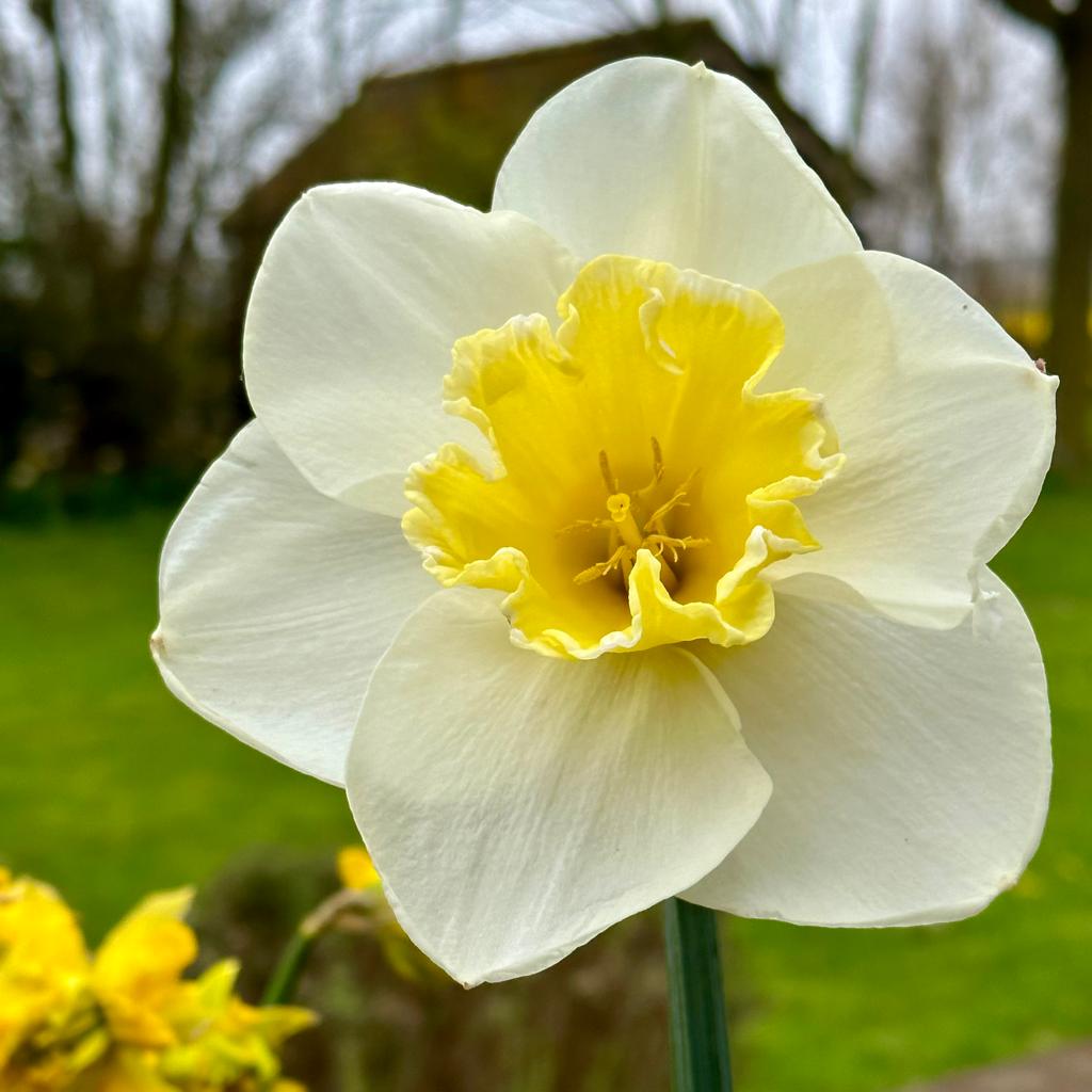 The Godfather - Special Narcissus - Fluwel