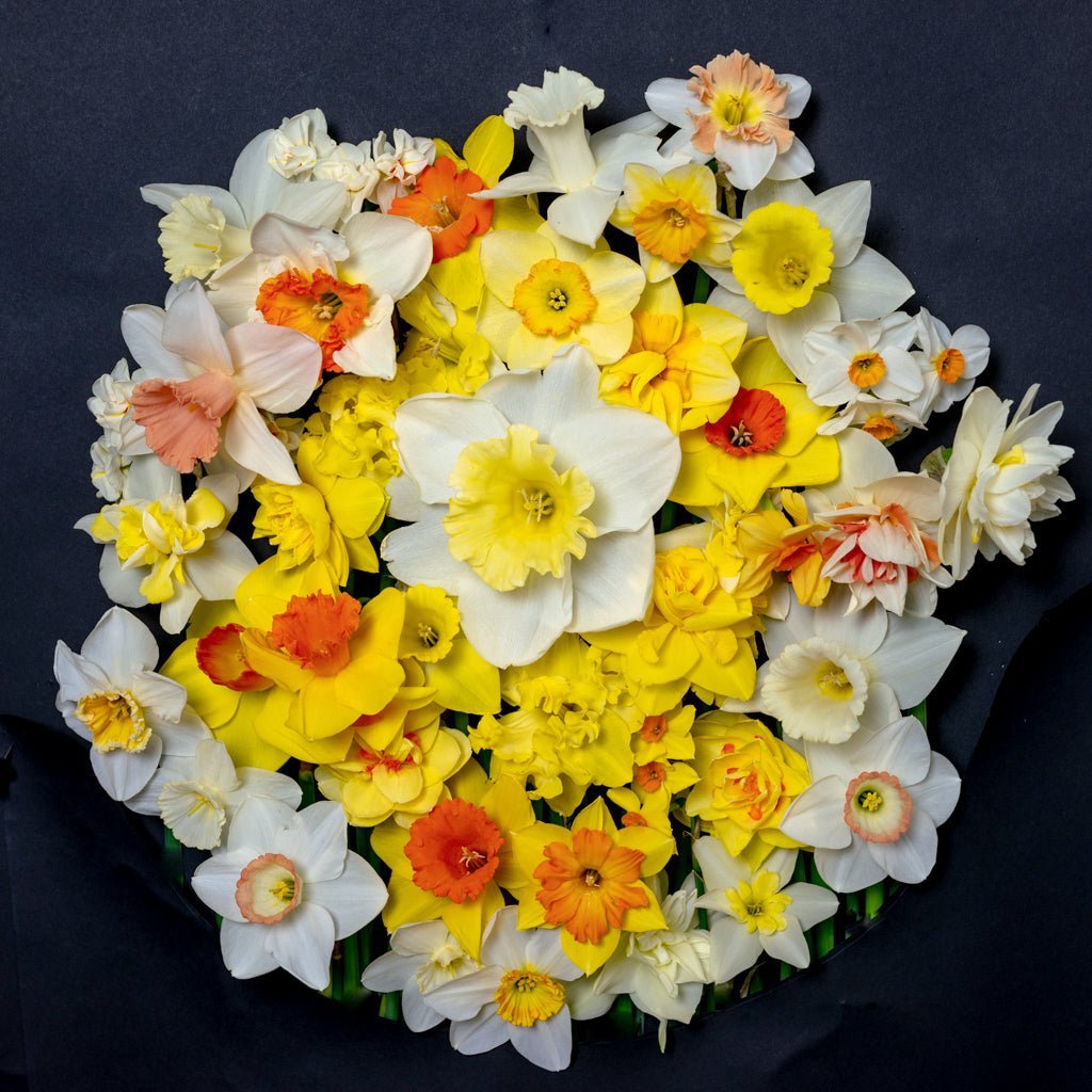 The Godfather - Special Narcissus - Fluwel