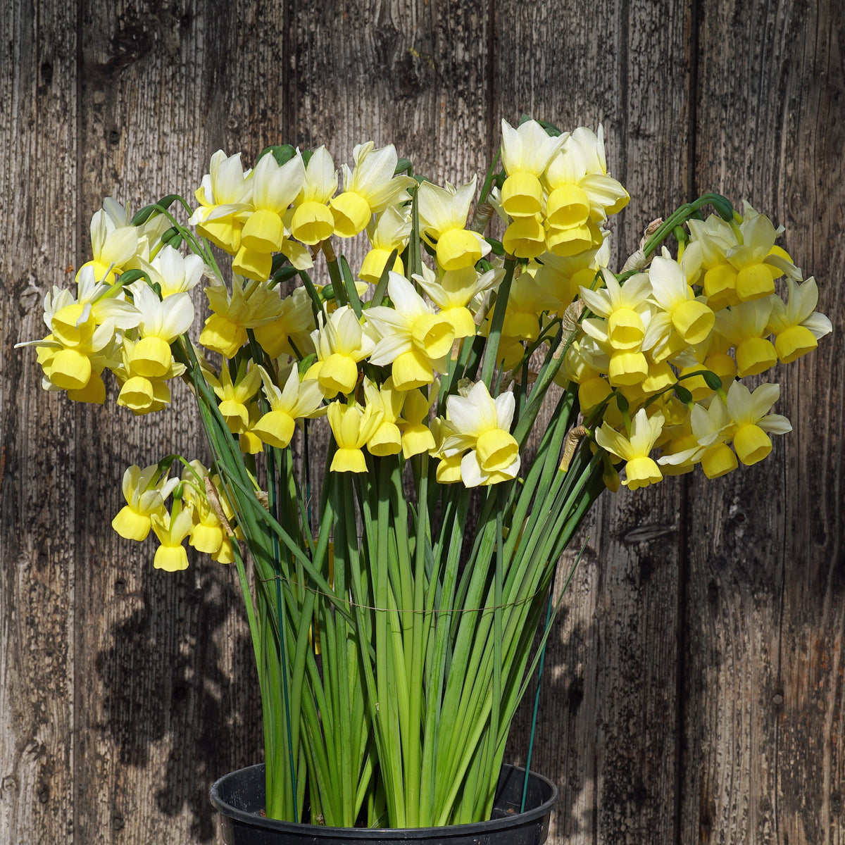 Theo Sanders - Special Narcissus - Fluwel