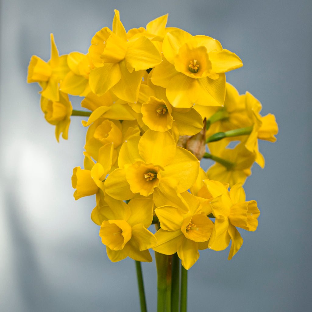Theo's Gold - Special Narcissus - Fluwel