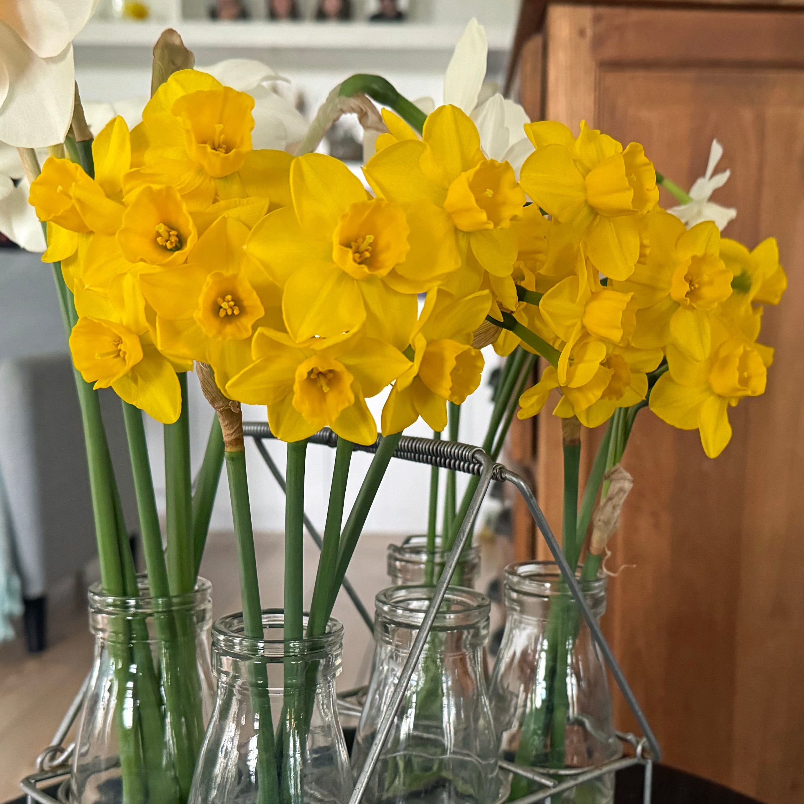 Theo's Gold - Special Narcissus - Fluwel
