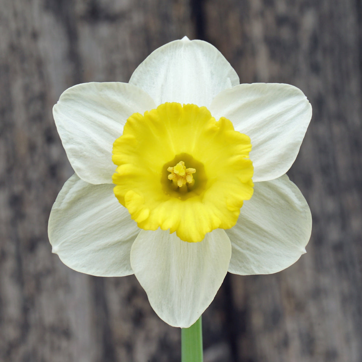 Thijs - Special Narcissus - Fluwel