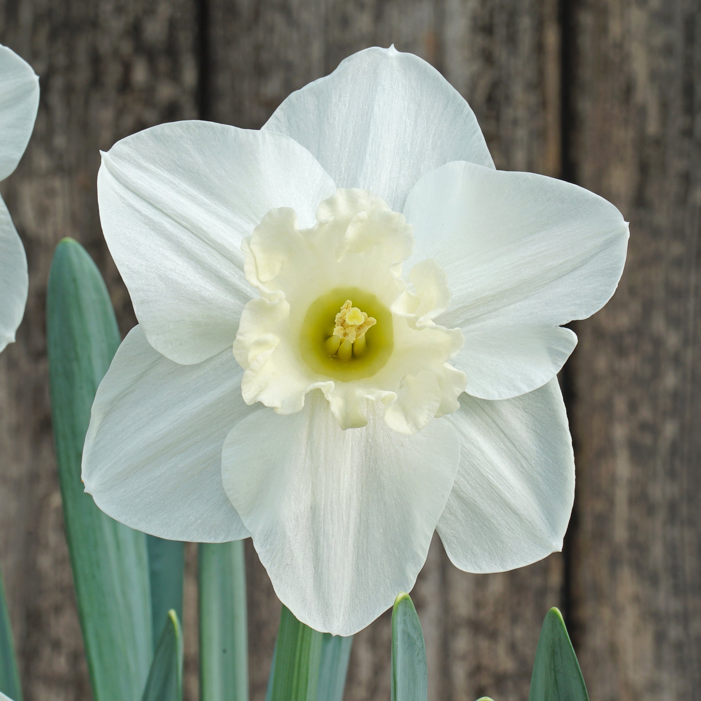 This Love - Special Narcissus - Fluwel