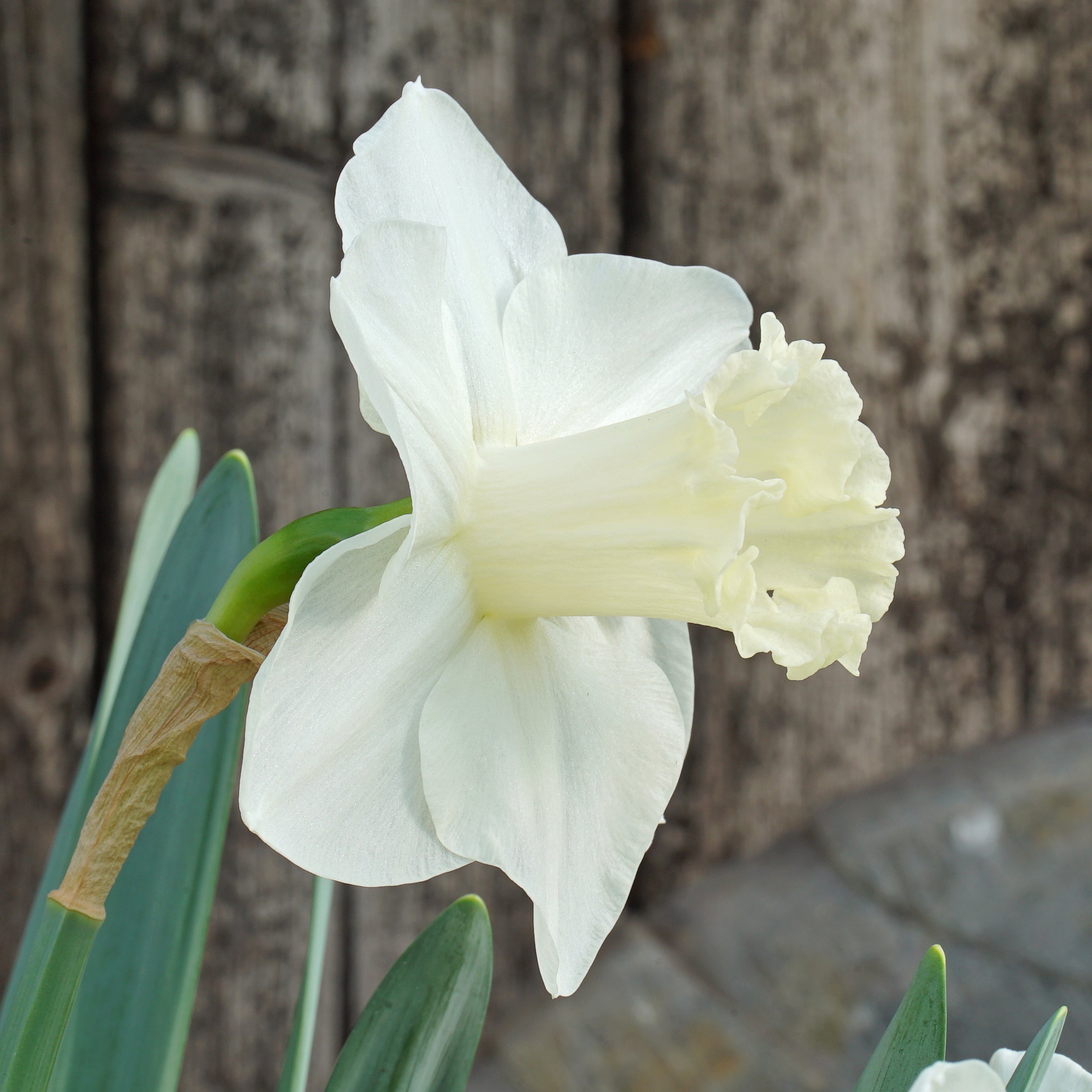 This Love - Special Narcissus - Fluwel