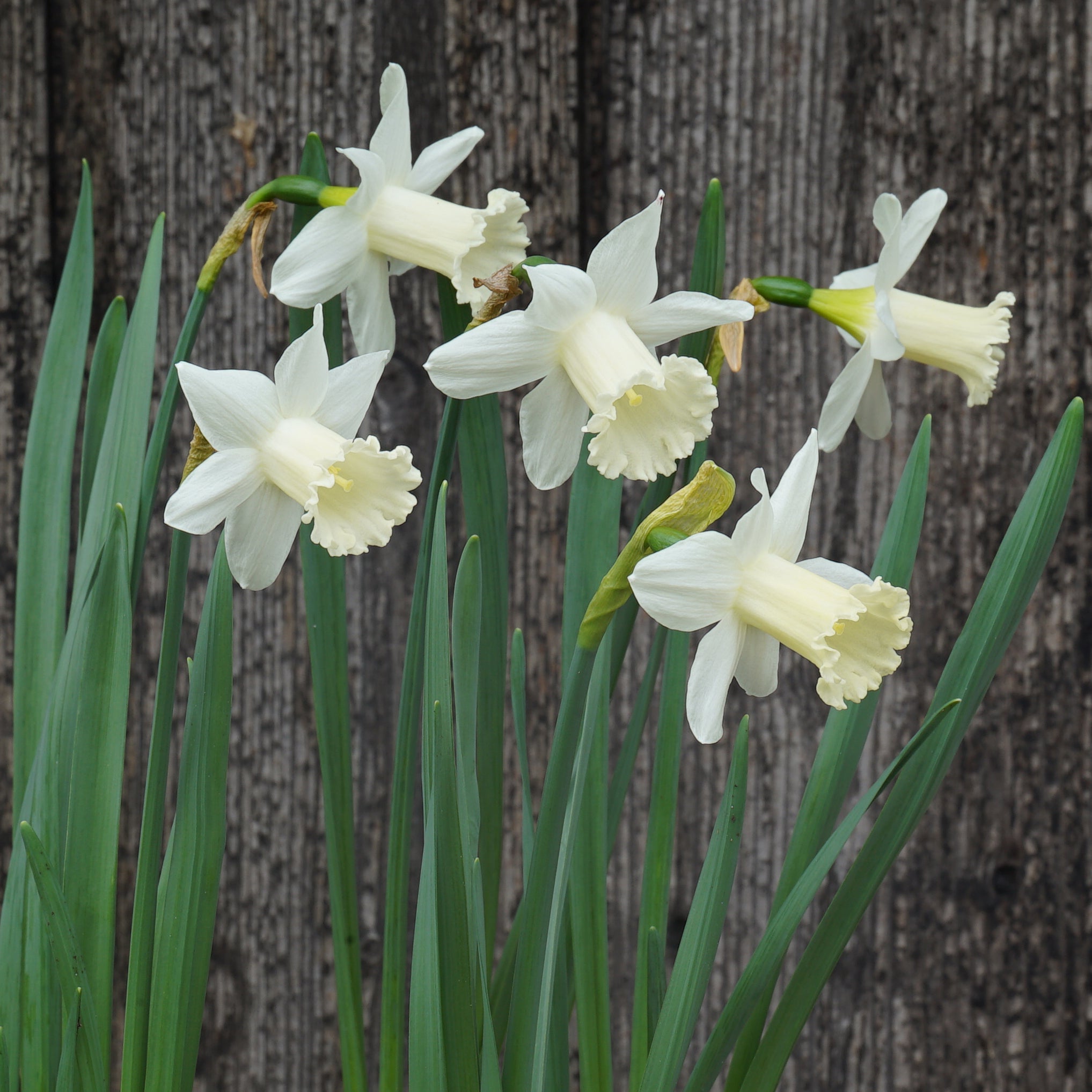 Trousdale - Special Narcissus - Fluwel