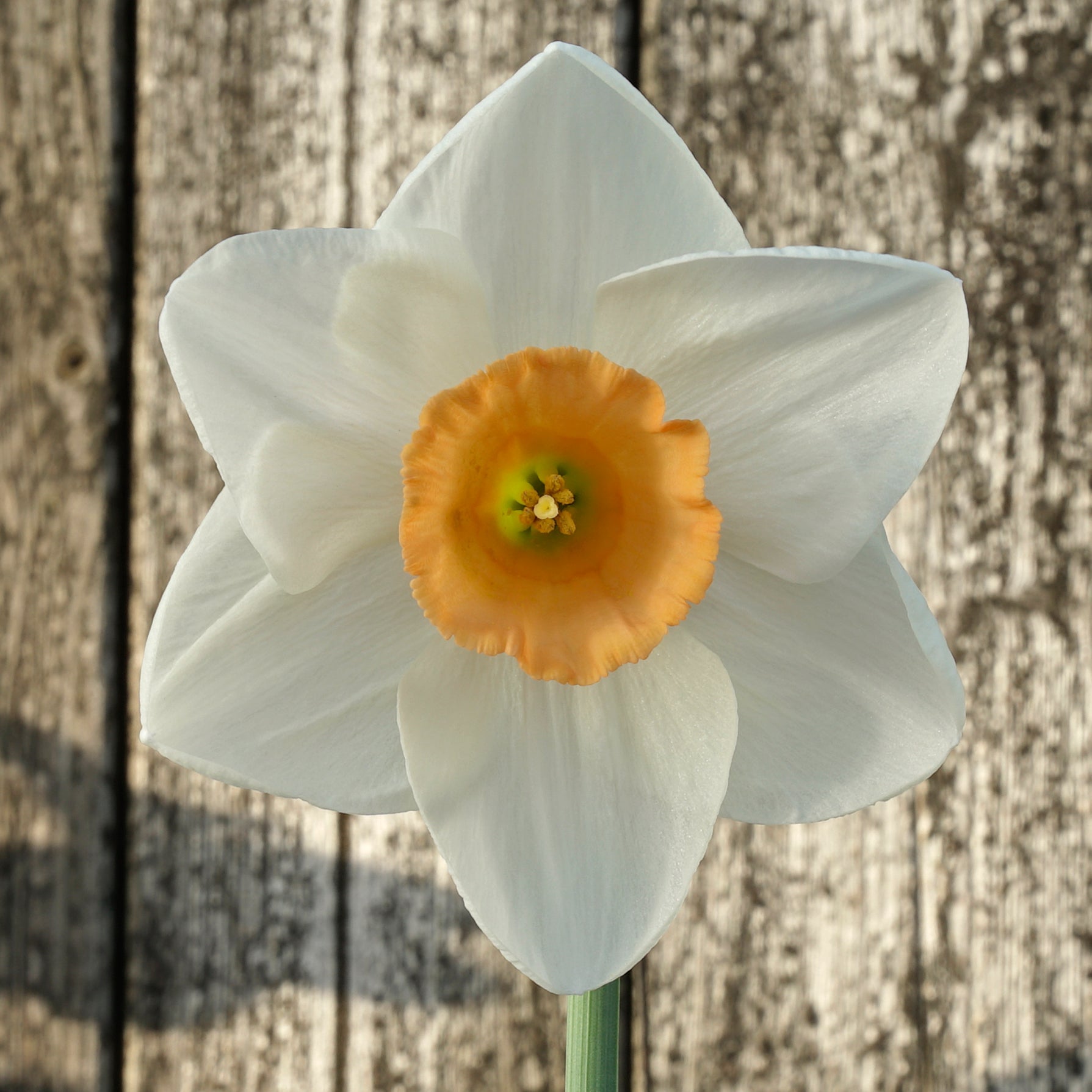Wasteland Pearl - Special Narcissus - Fluwel