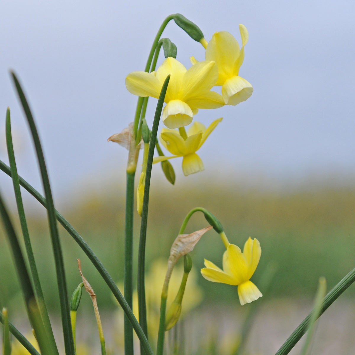 Woodstar - Special Narcissus - Fluwel