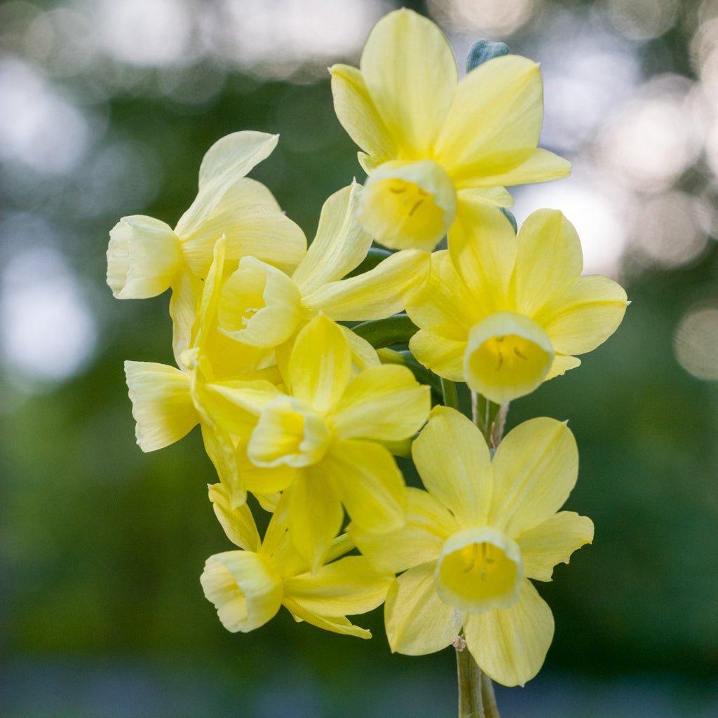 Woodstar - Special Narcissus - Fluwel