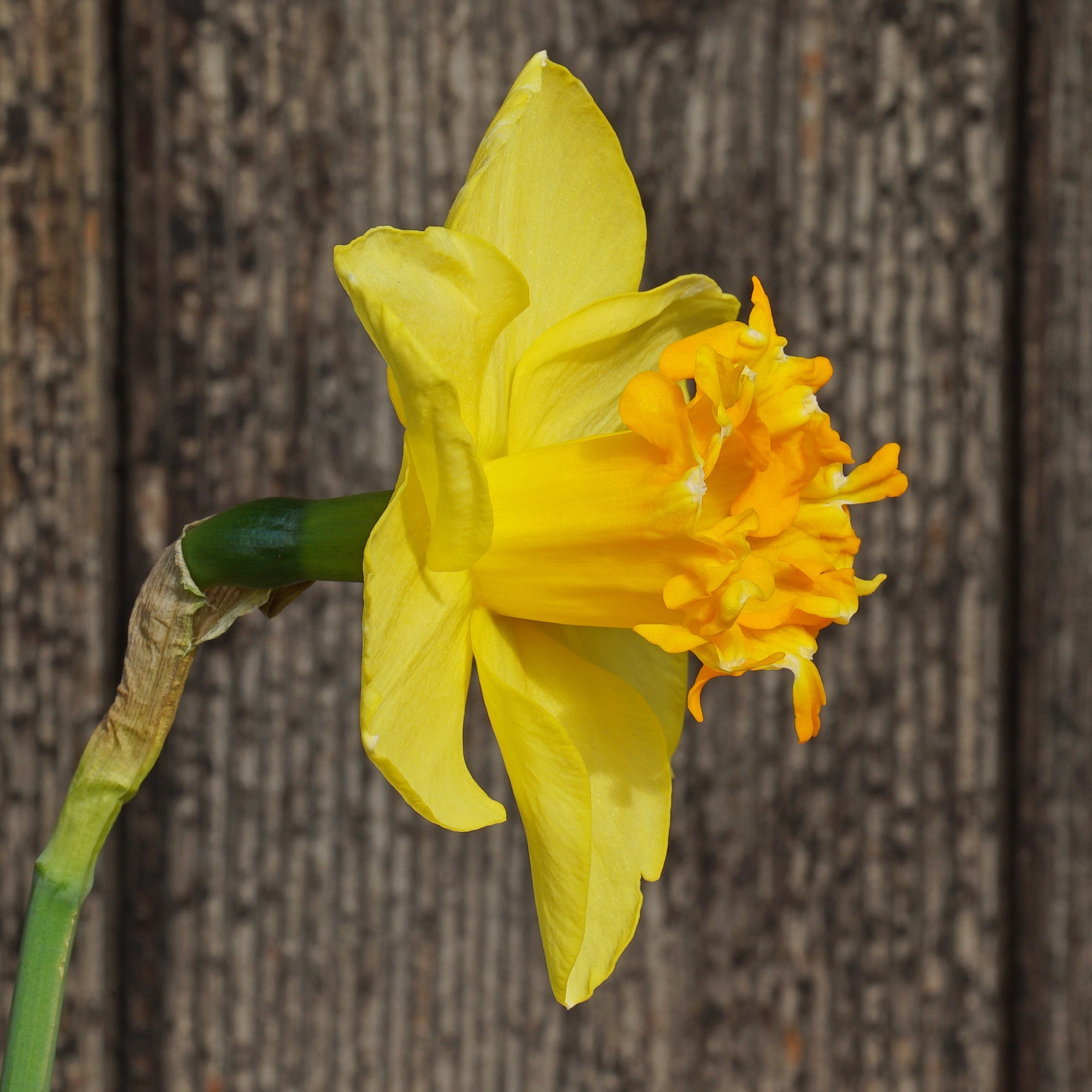 Za'atar - Special Narcissus - Fluwel