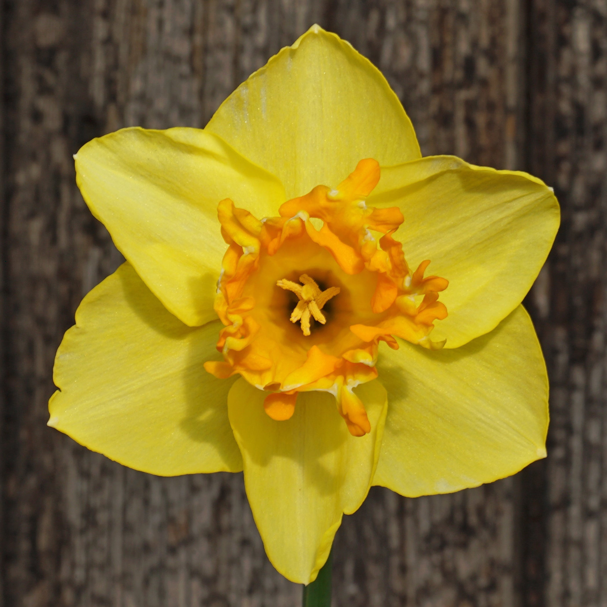 Za'atar - Special Narcissus - Fluwel