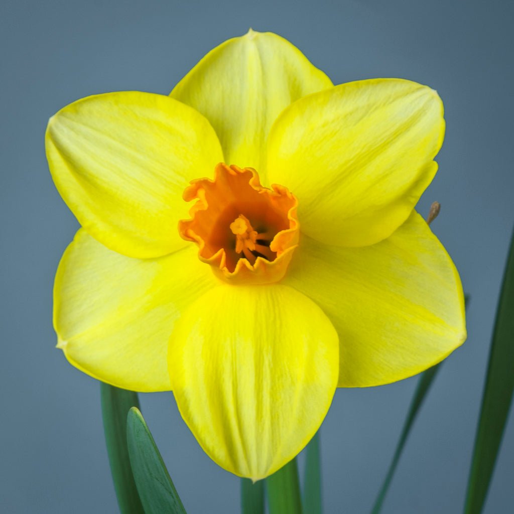 Zachary's Zest - Special Narcissus - Fluwel
