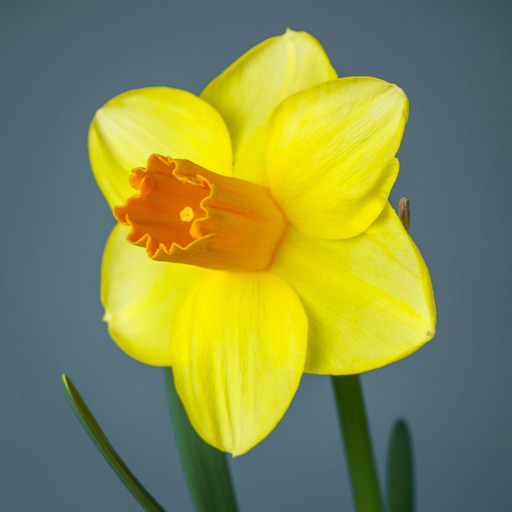 Zachary's Zest - Special Narcissus - Fluwel