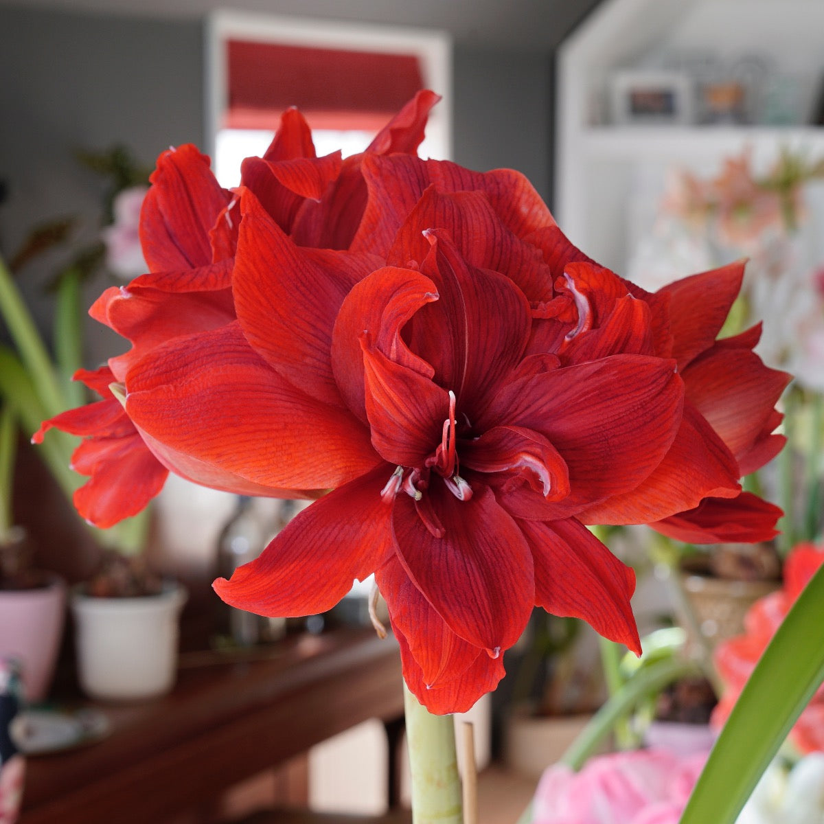 Amaryllis Red Toro