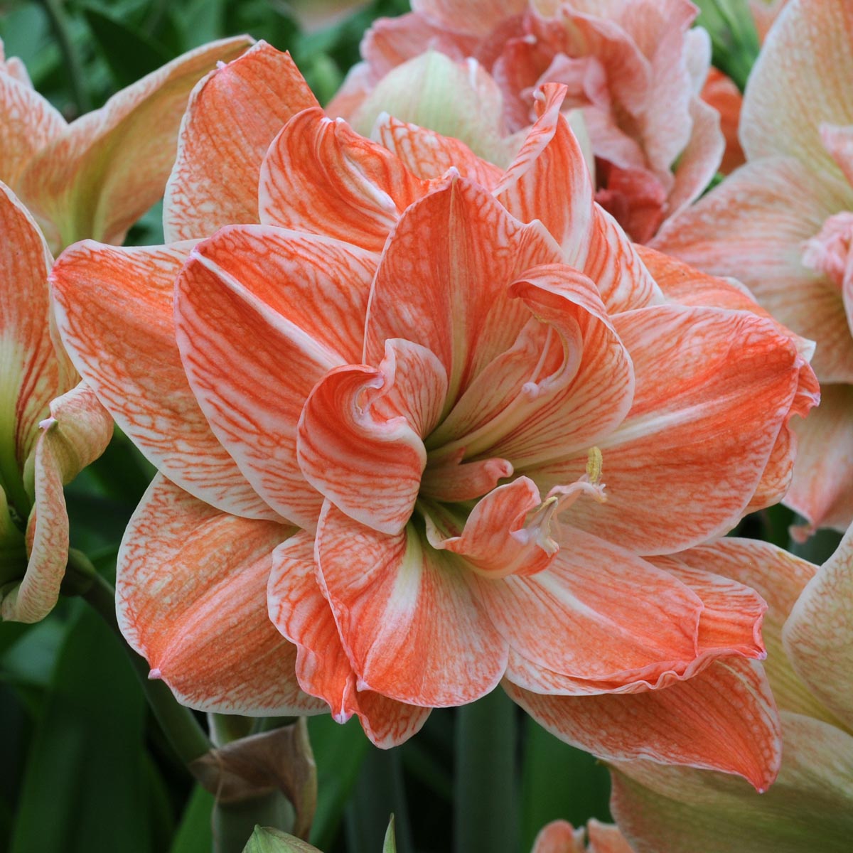 Amaryllis Exotic Nymph