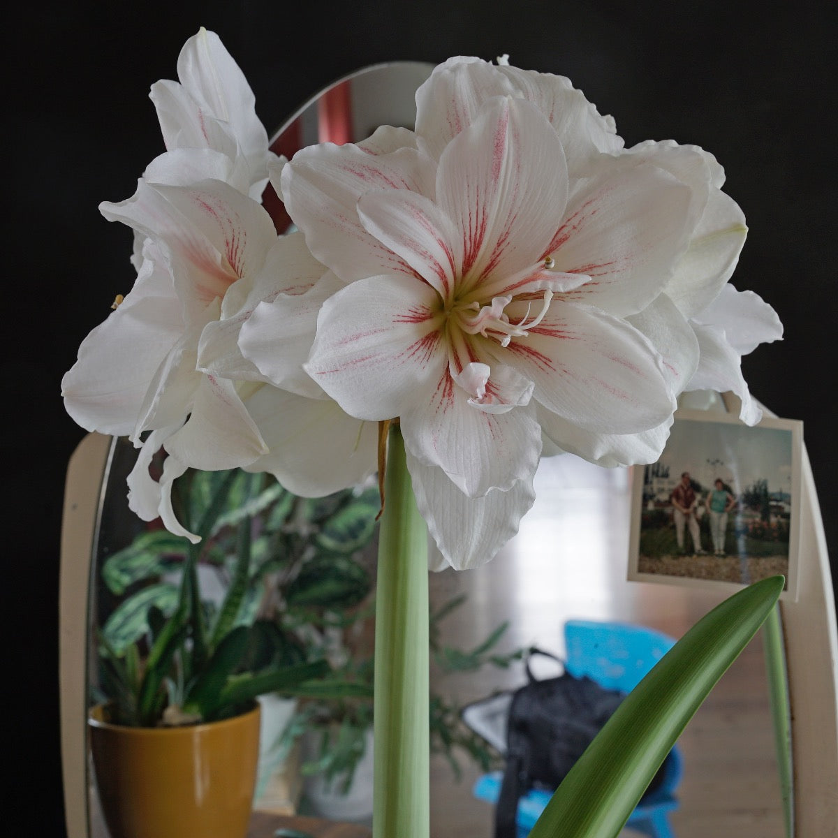 Amaryllis Aquarel