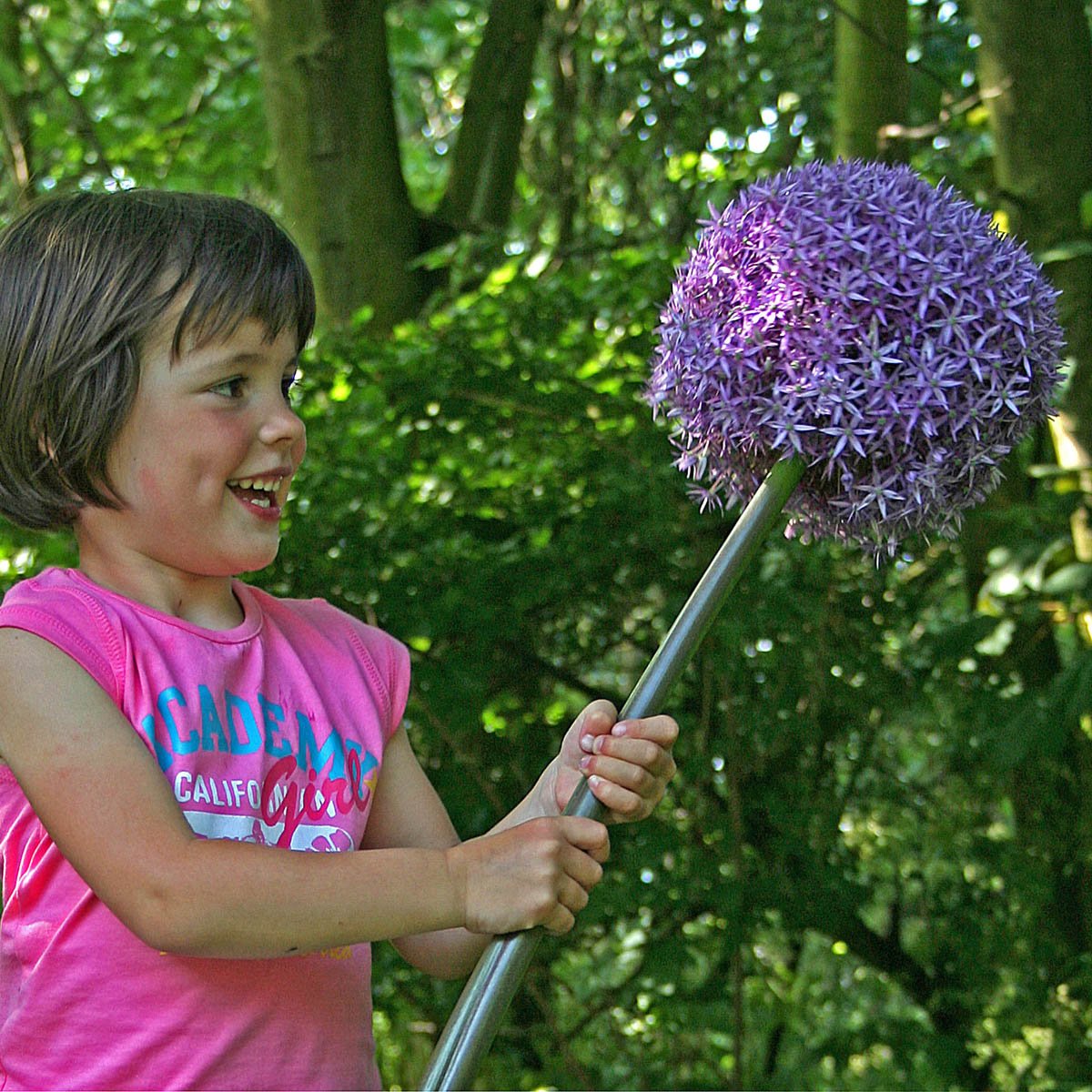 Allium Globemaster - Alliums - Fluwel