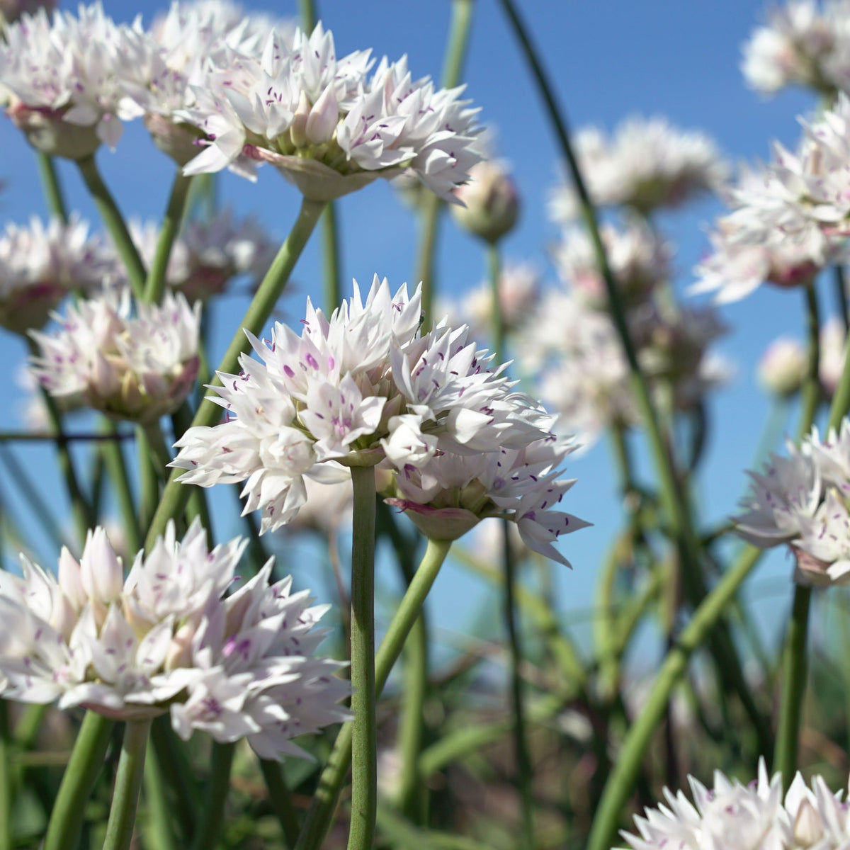 Allium Graceful Beauty - Alliums - Fluwel